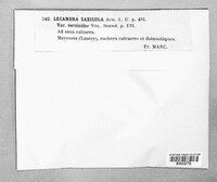 Protoparmeliopsis muralis image